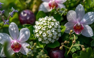 بوتیل سالیسیلات