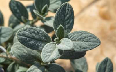 اسانس طبیعی مریم گلی دالمیشن